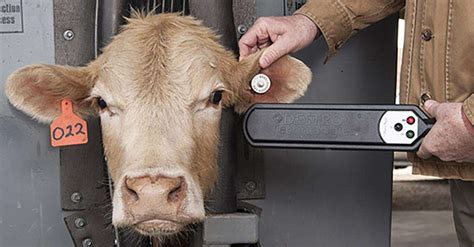 rfid tags for animal tracking should be mandatory|usda cattle tags.